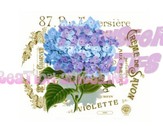 Hortensia